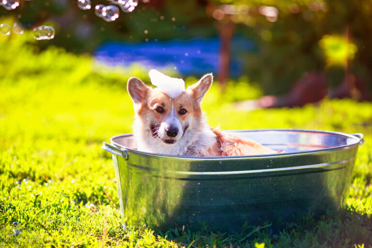 Jak Dbać o Higienę Psa: Praktyczne Wskazówki dla Właścicieli